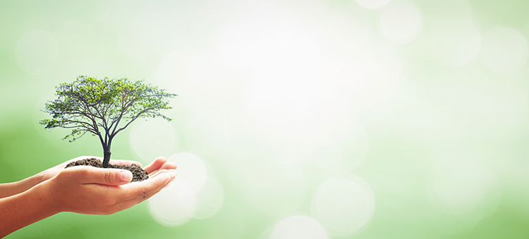 Forest representative image