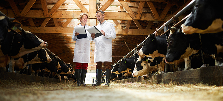 Exploração pecuária